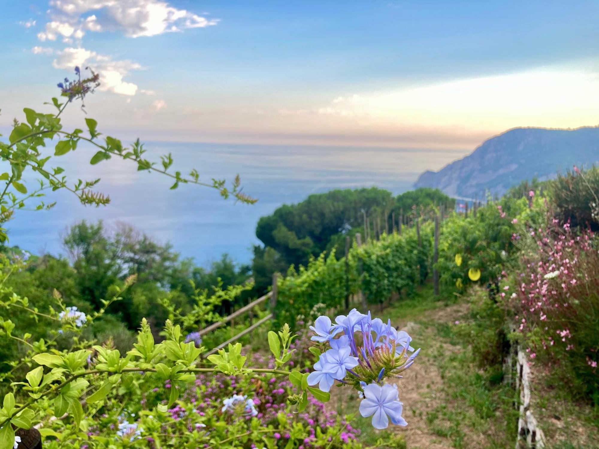 Villa Pietrafiore Monterosso al Mare Exterior foto